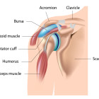 The Rotator Cuff
