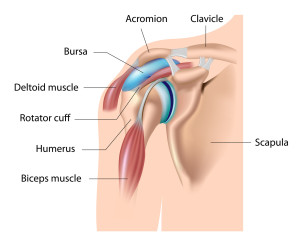 rotator cuff