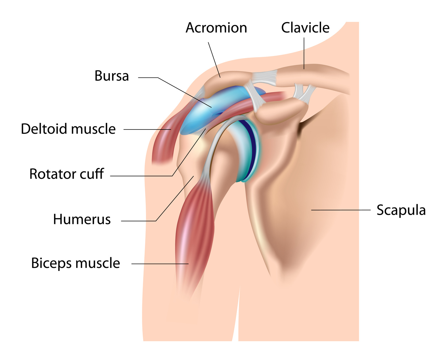 The Rotator Cuff